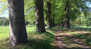 Beukenlaan tussen twee velden