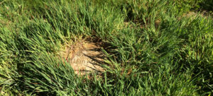 de boomschijf wordt opgenomen door de natuur